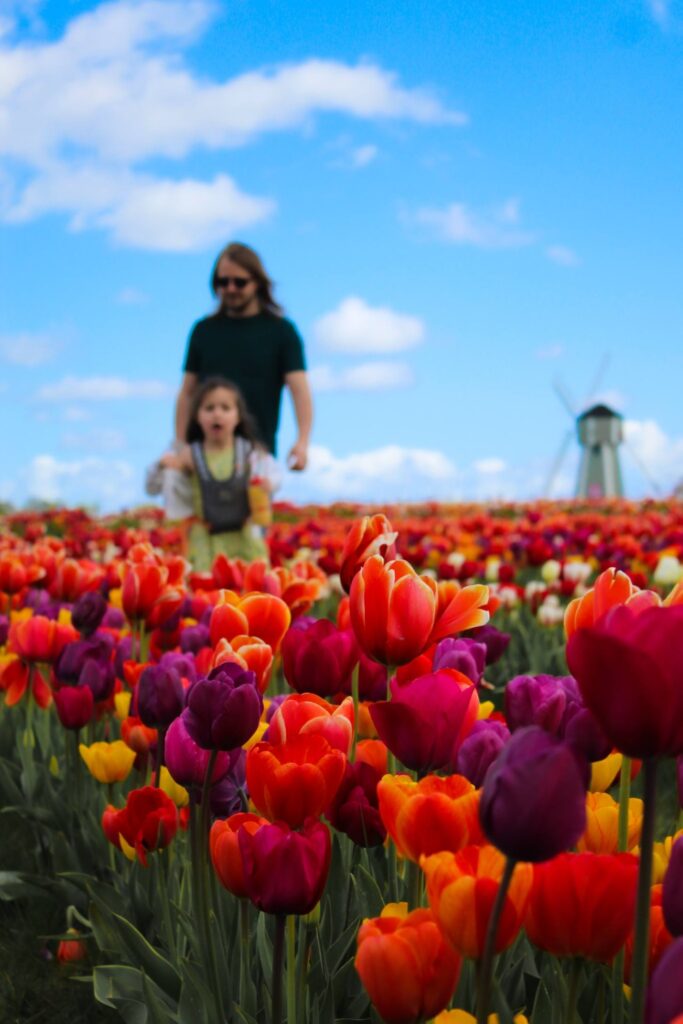 A day out at Farmer Copleys’ tulip festival 2026