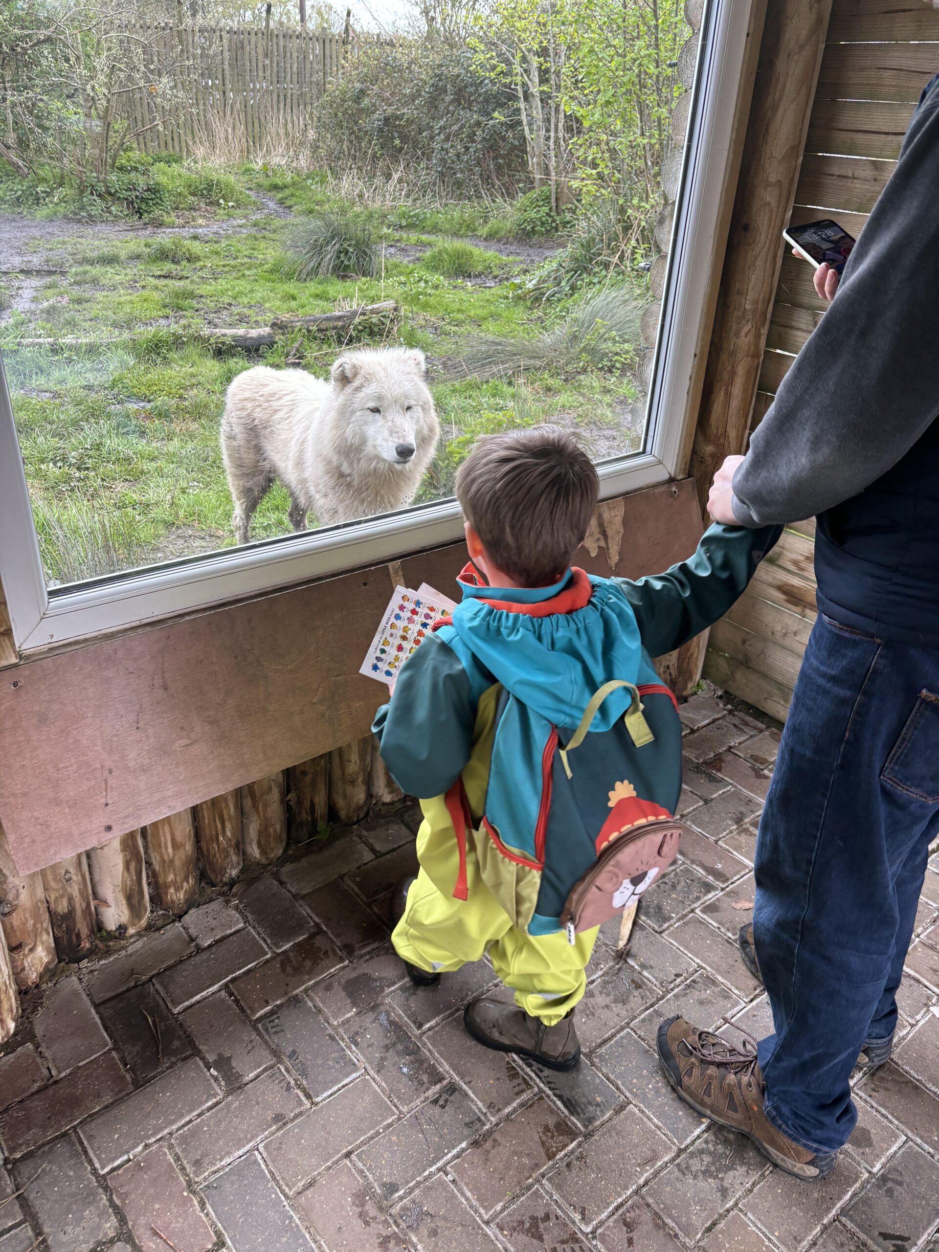 A little boy wearing a backpack stands at a wolf enclosure at a Wildlife park looking at a white wolf